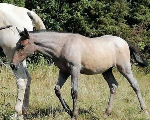194 Maestoso Capriola XXXVIII
