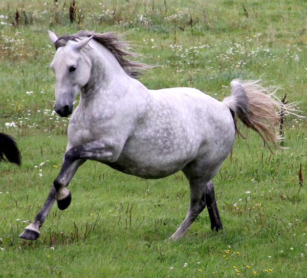 197 Maestoso Noblessa