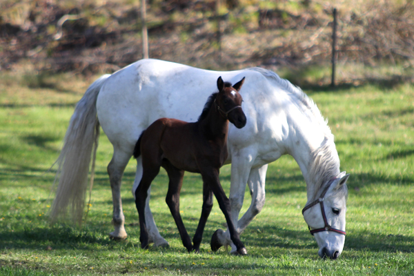 197 Maestoso Noblessa