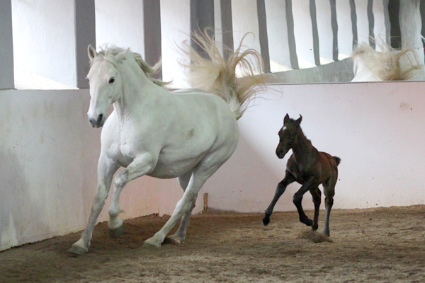 197 Maestoso Noblessa