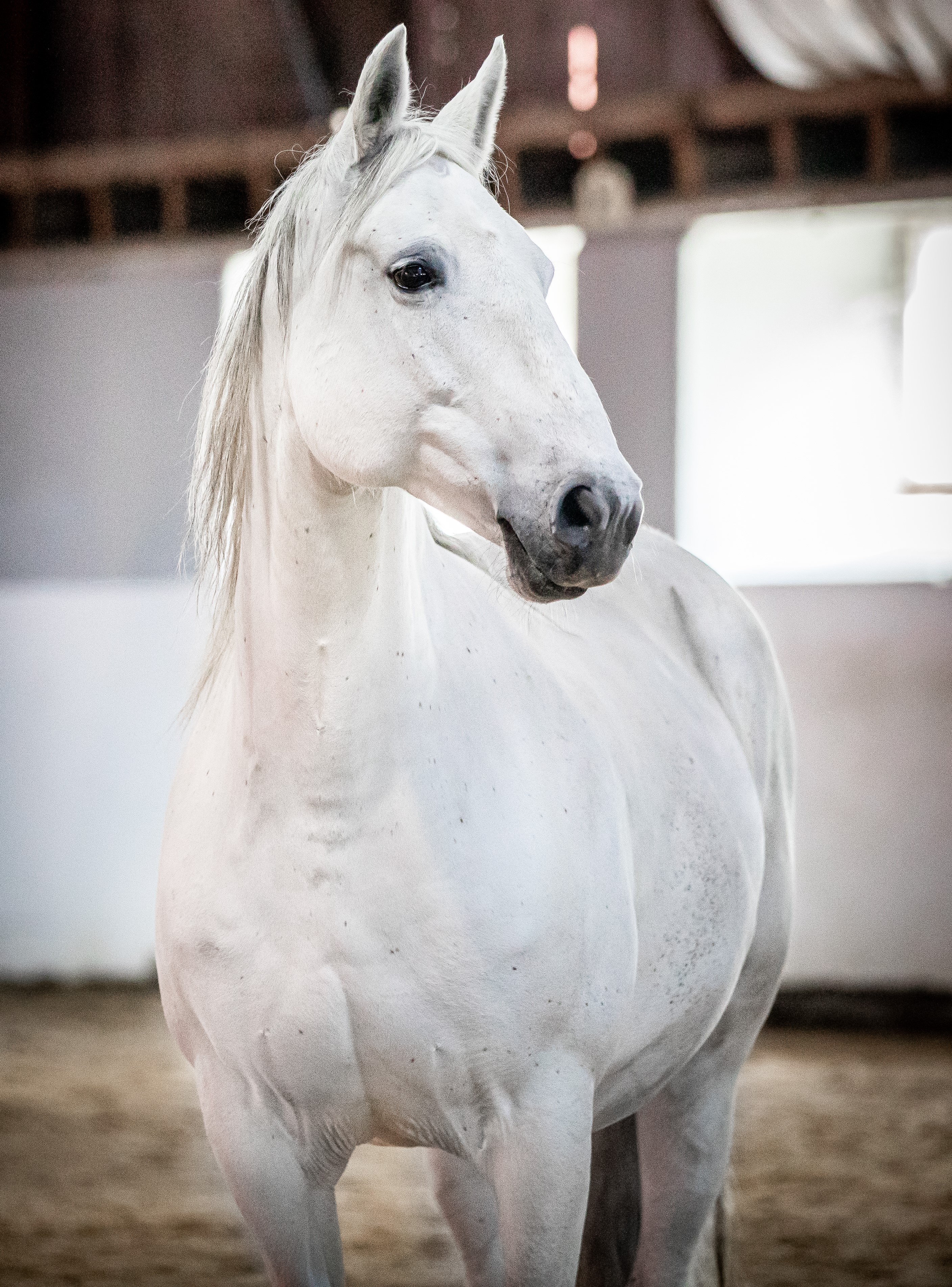 197 Maestoso Noblessa