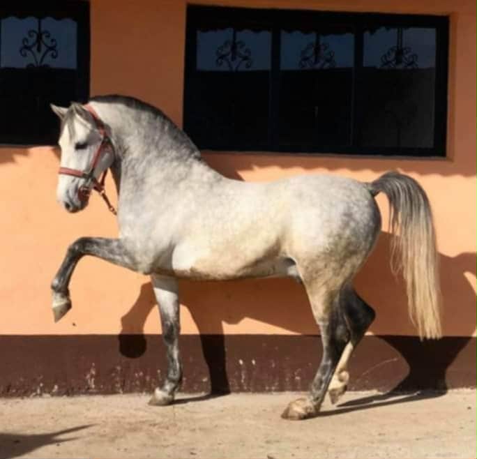 200 Neapolitano Batosta VII