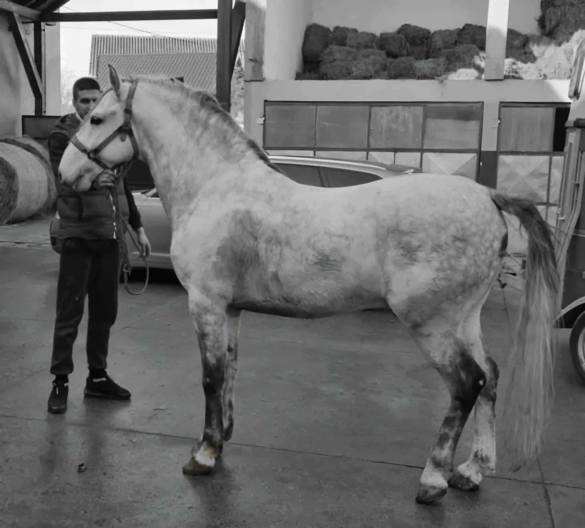 200 Neapolitano Batosta VII