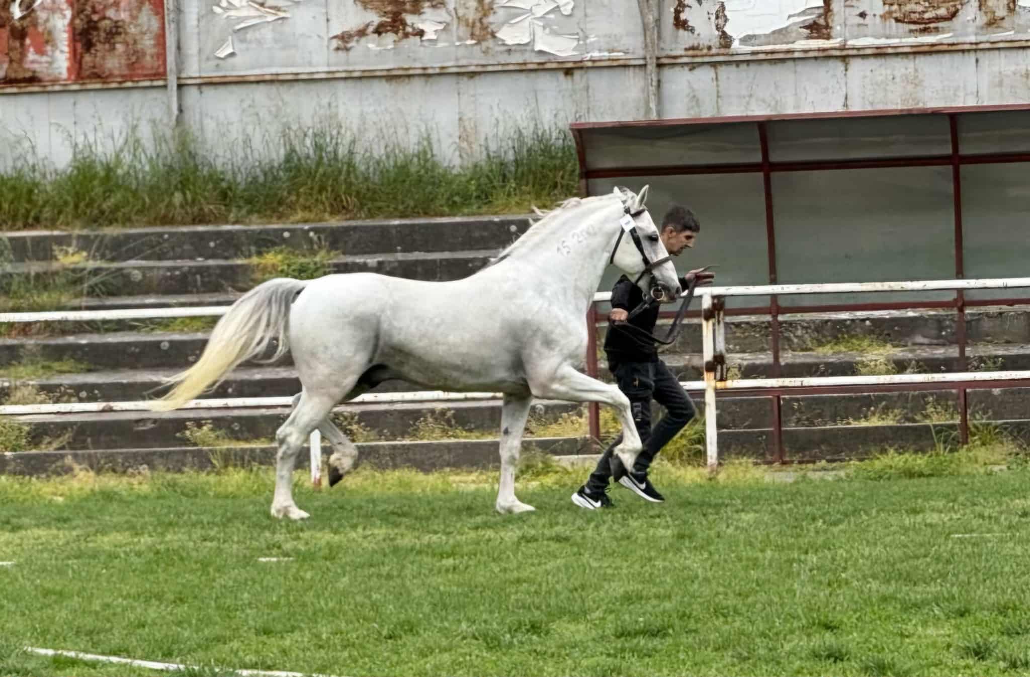 200 Neapolitano Batosta VII