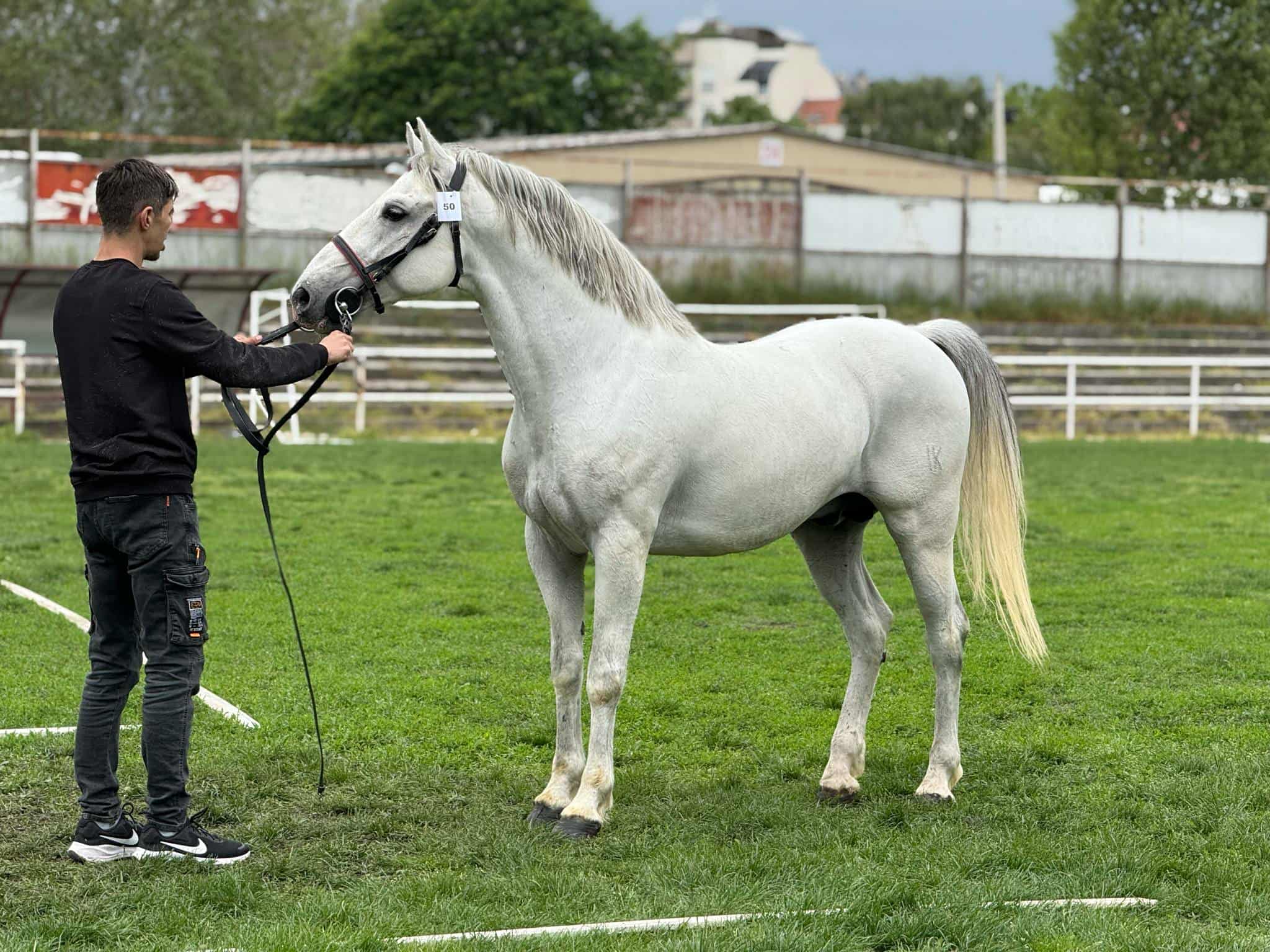 200 Neapolitano Batosta VII