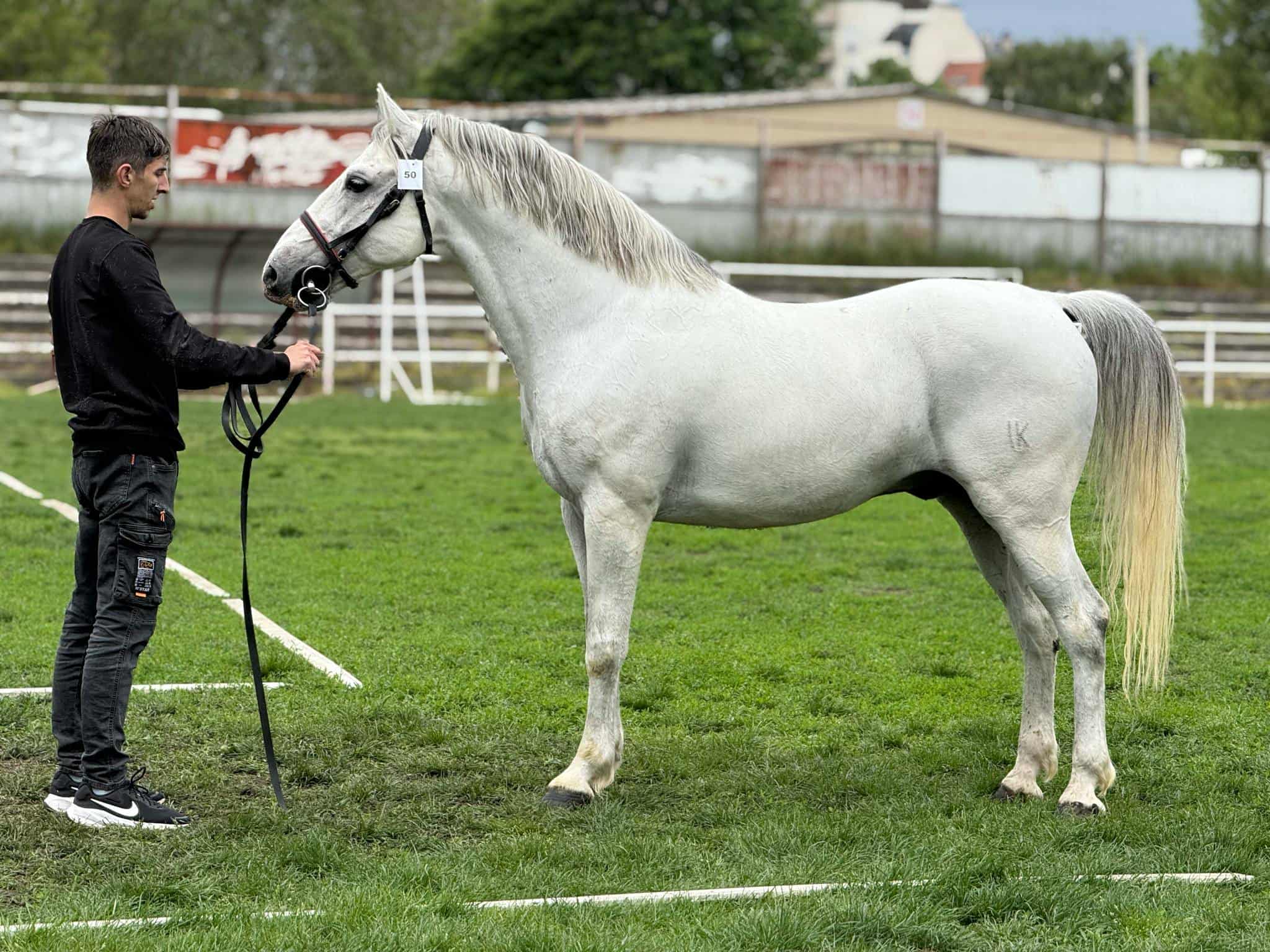 200 Neapolitano Batosta VII