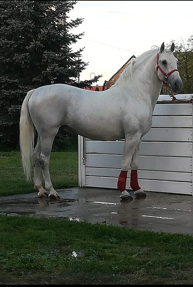 202 Maestoso Batosta V-5