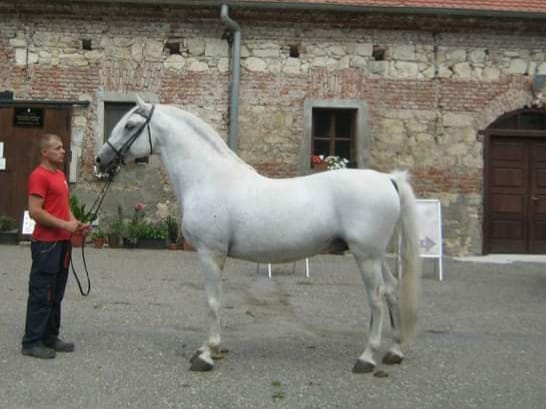 209 Neapolitano Monteaura XIX