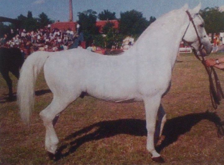 212 Neapolitano Montenegra XXXVI