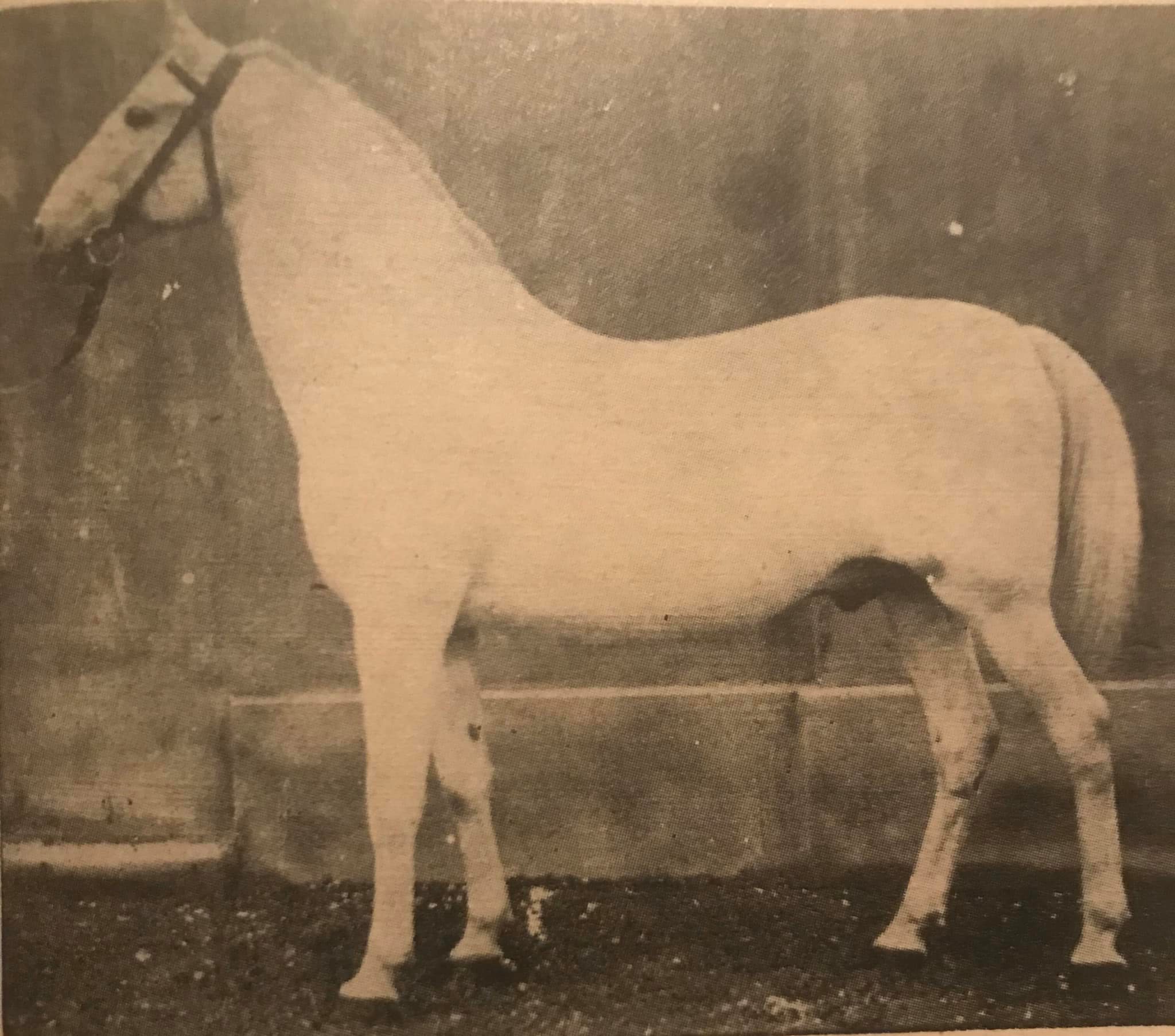 213 Conversano Monterea