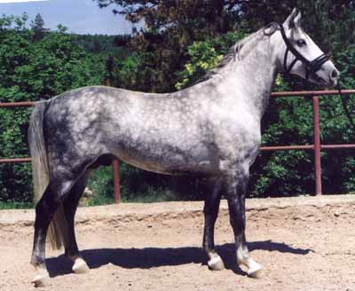 213 Favory Trompeta XXXV