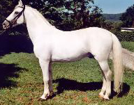 213 Favory Trompeta XXXV