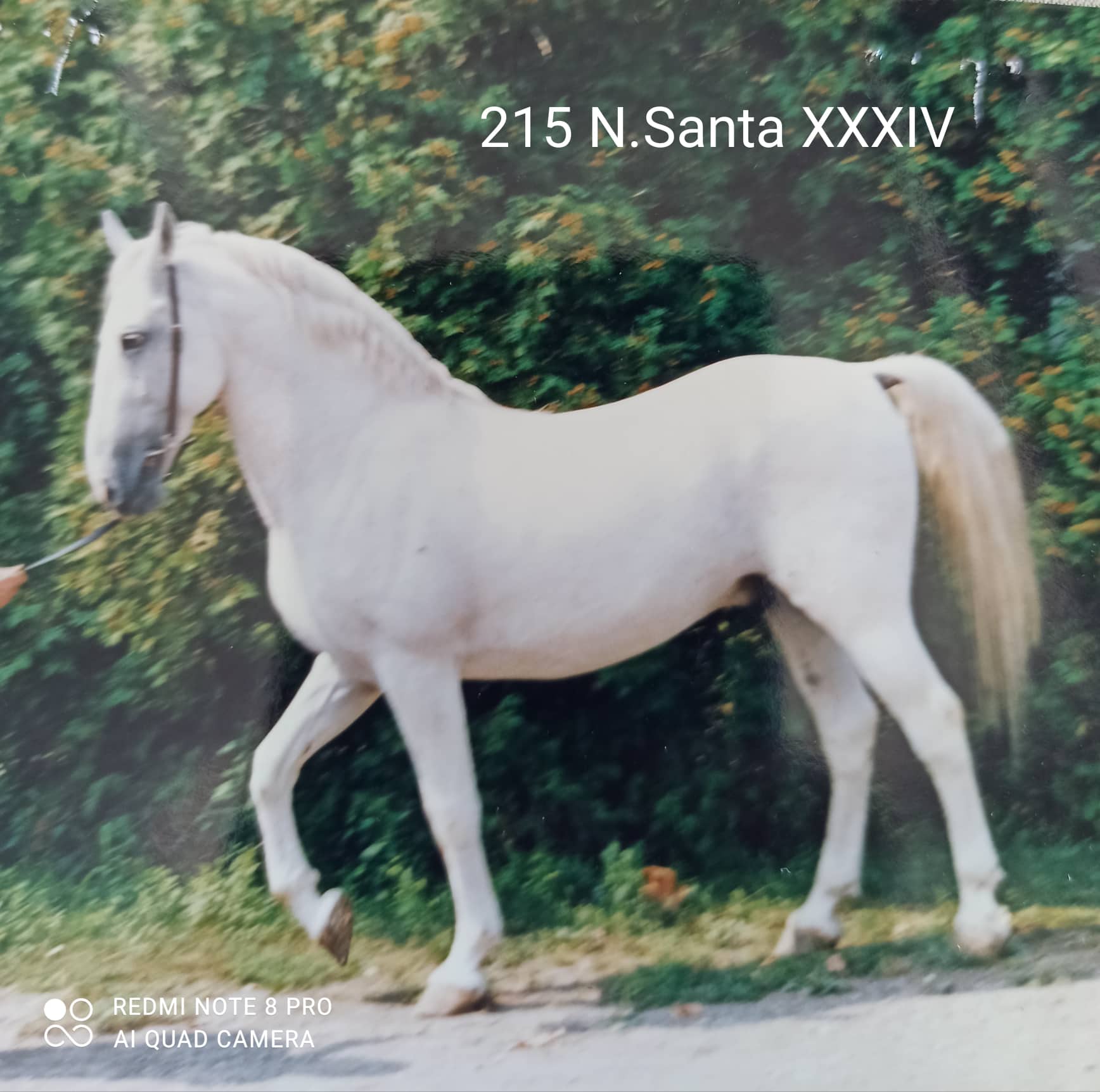 215 Neapolitano Santa XXXIV