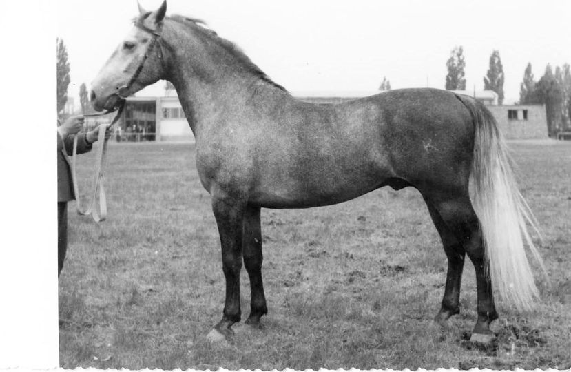 223 Neapolitano Budva II