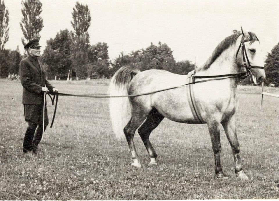 223 Neapolitano Budva II