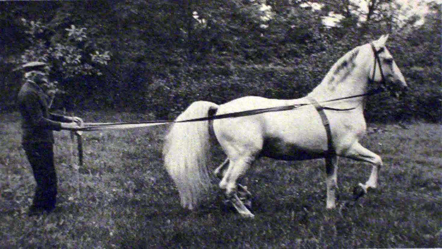 223 Neapolitano Budva II