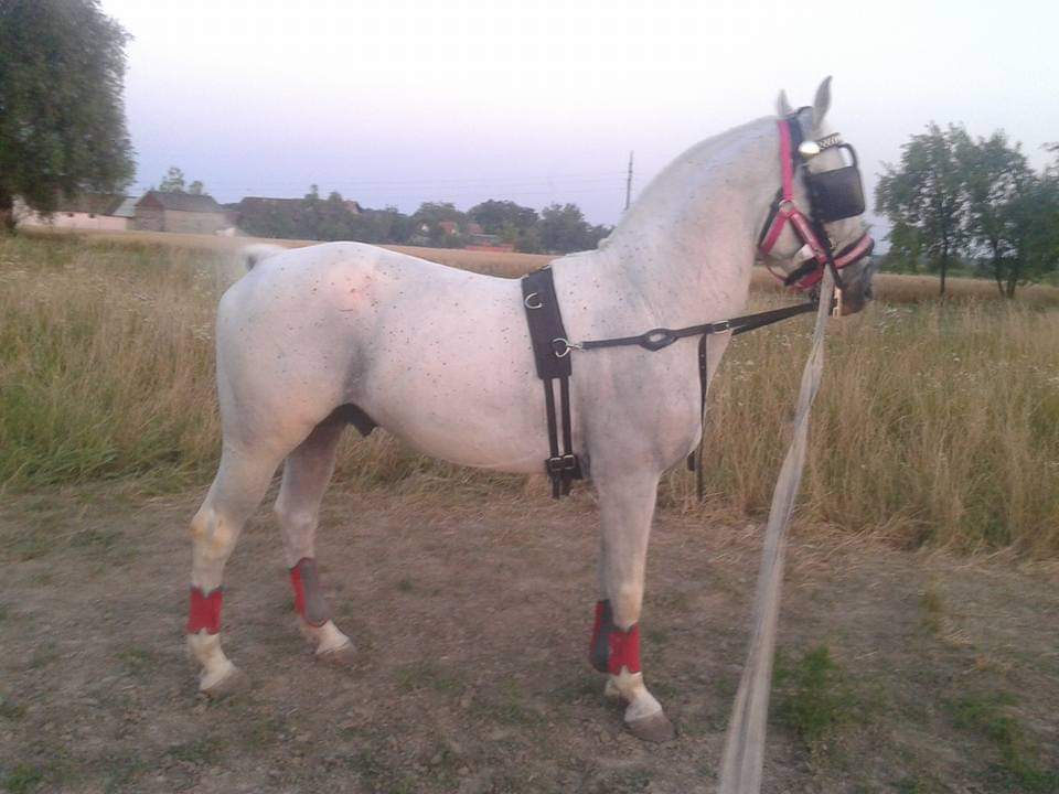 226 Pluto Batosta LV-1