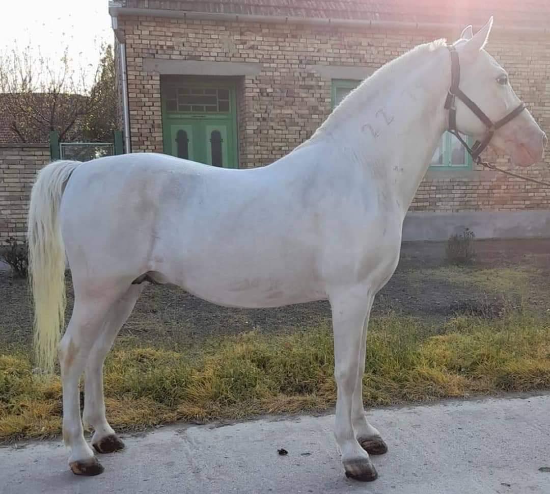 22 Conversano Wera II