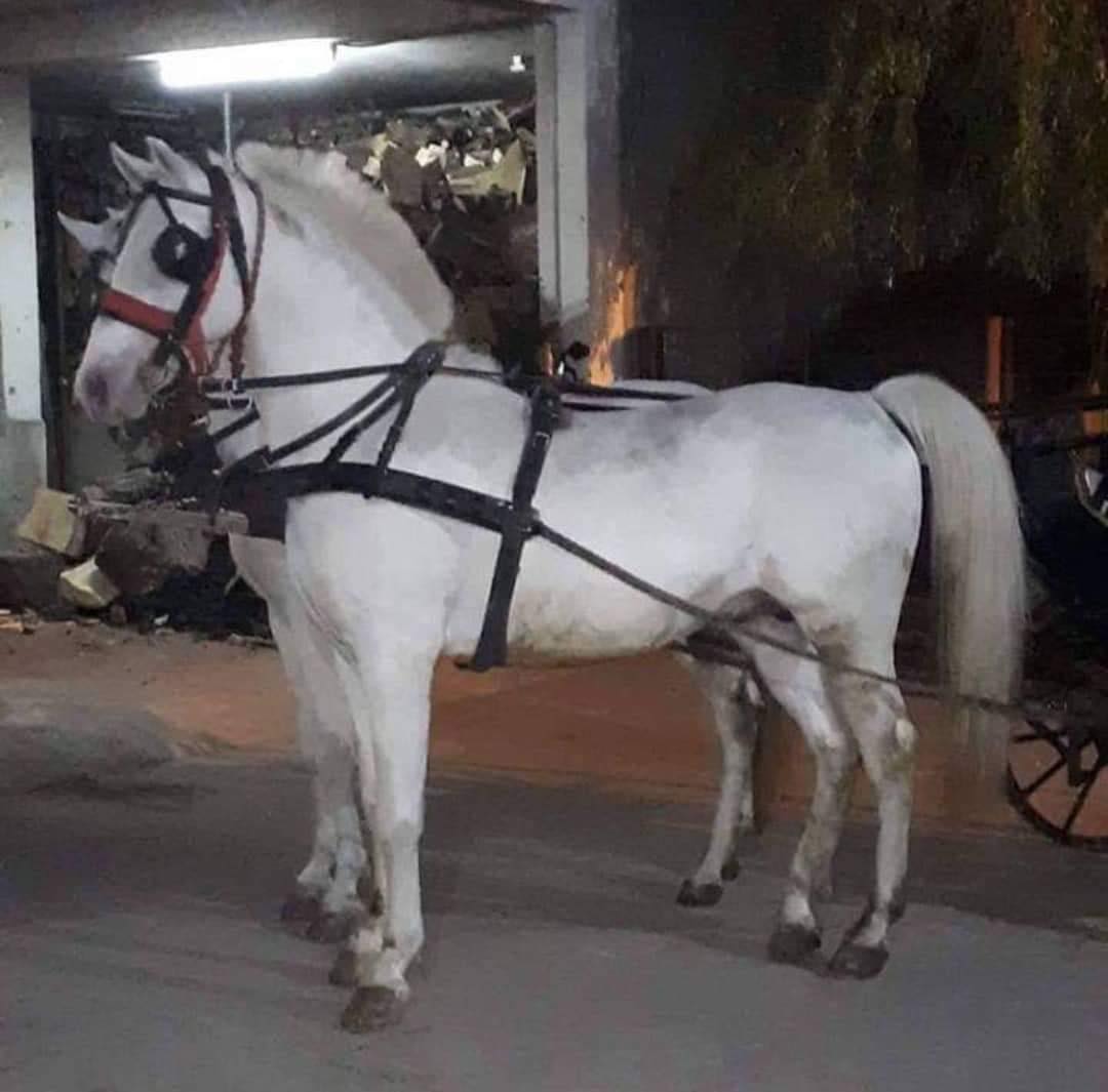 22 Conversano Wera II