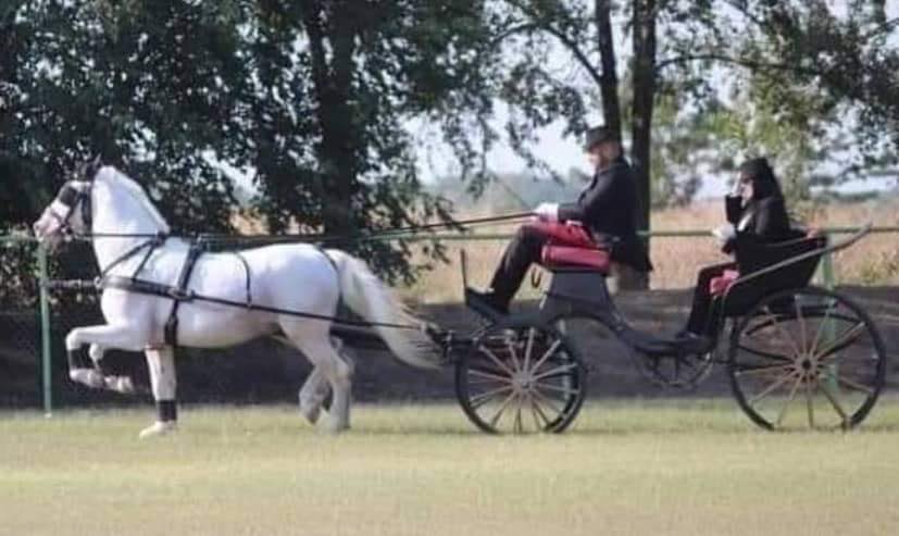 22 Conversano Wera II