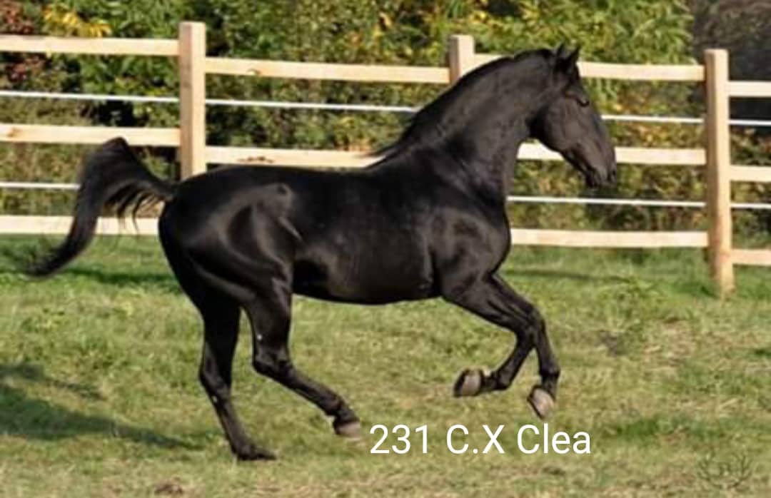 231 Conversano X Clea (4504 C. XXVI)