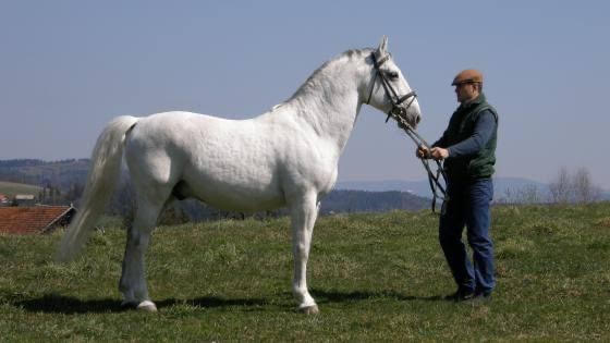 235 Pluto Samira XVIII