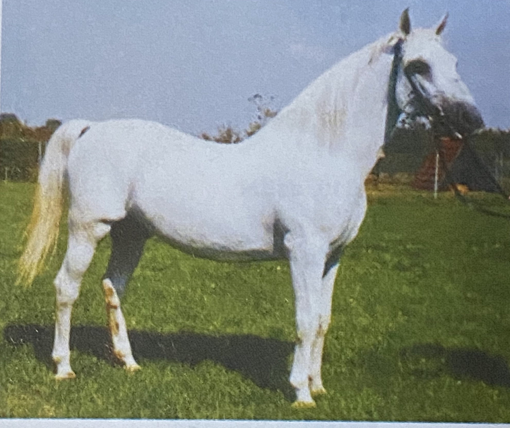 238 Pluto Lipica VIII