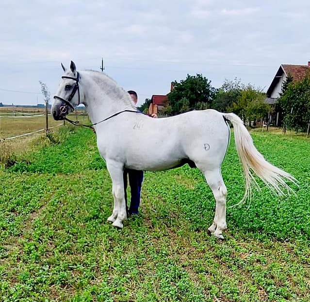 241 Favory Toplica XXIII-5