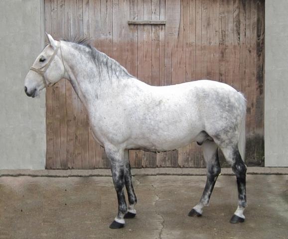 244 Neapolitano Montenegra XLIV-1