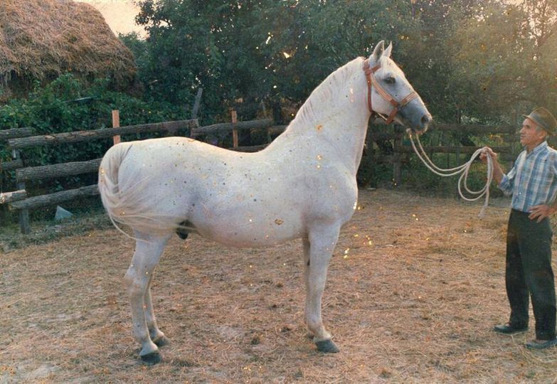 245 Pluto Mara XXXIV-4