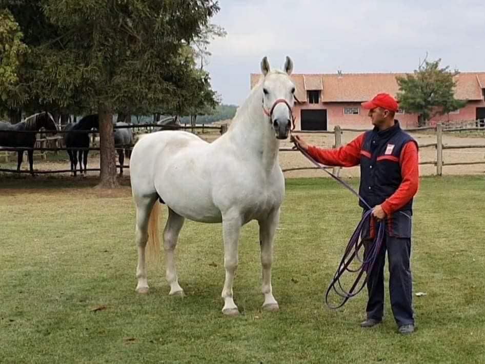251 Neapolitano Trofetta XI-3
