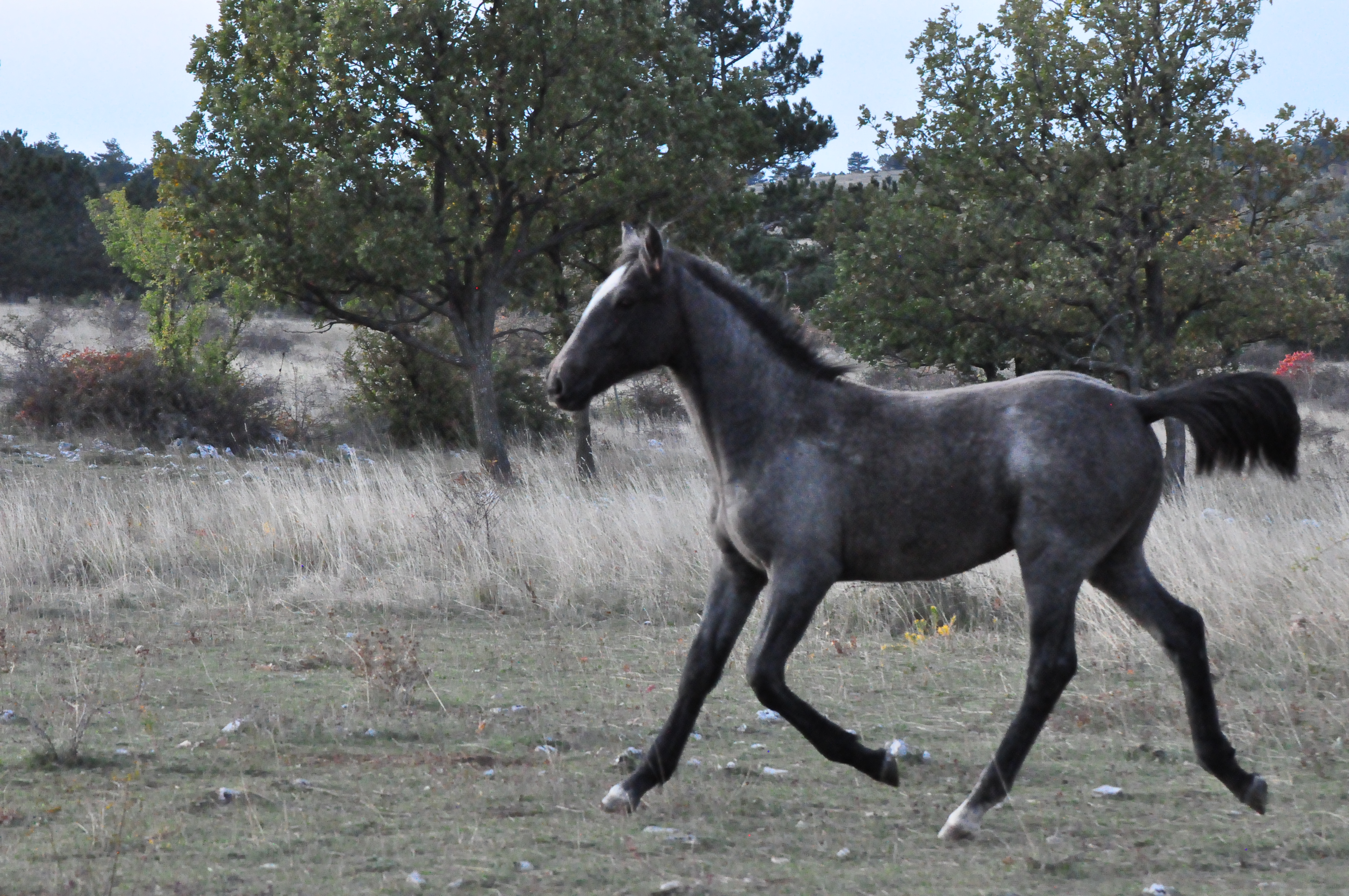 254 Maestoso Trompeta XLVI