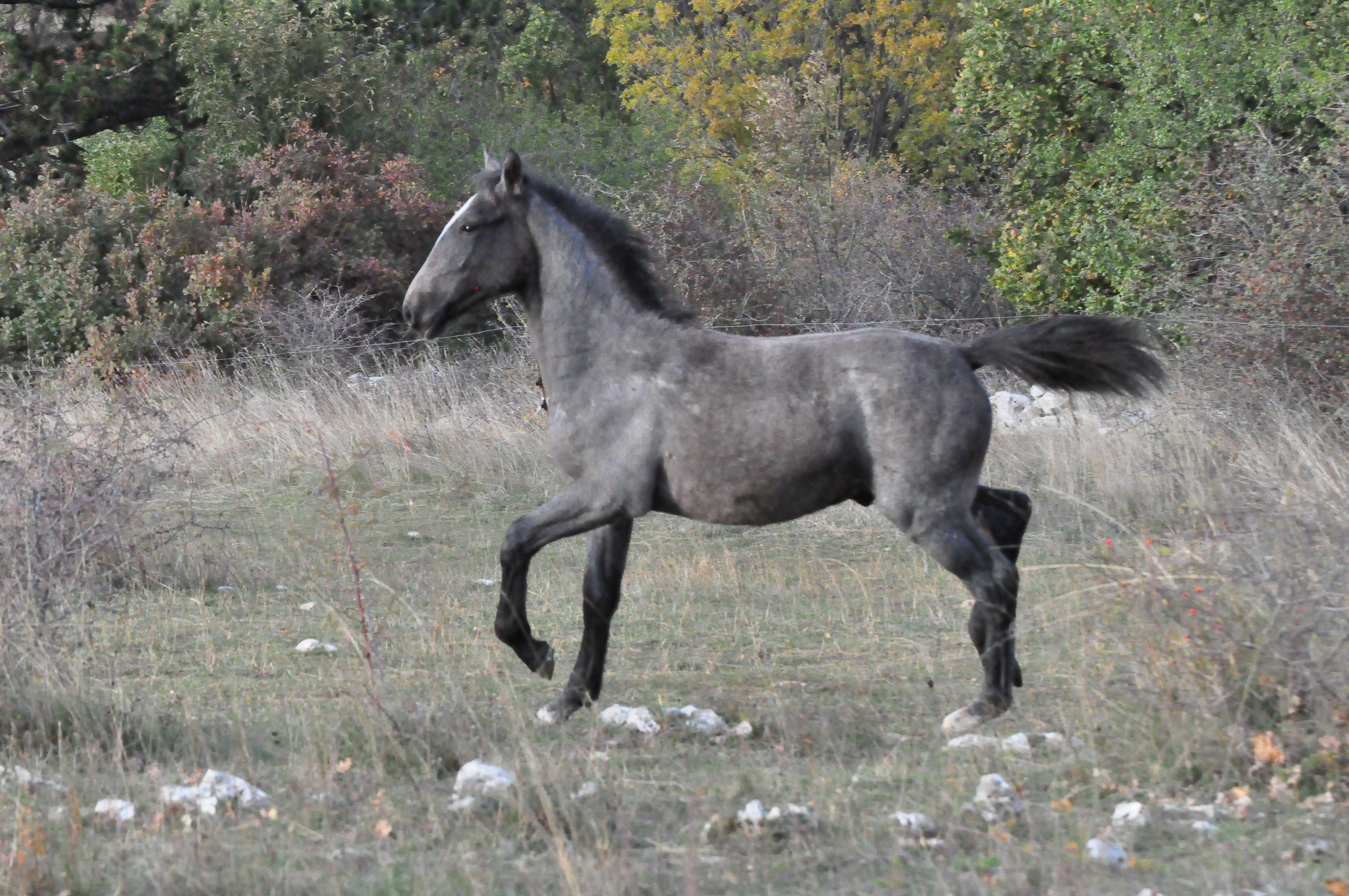 254 Maestoso Trompeta XLVI