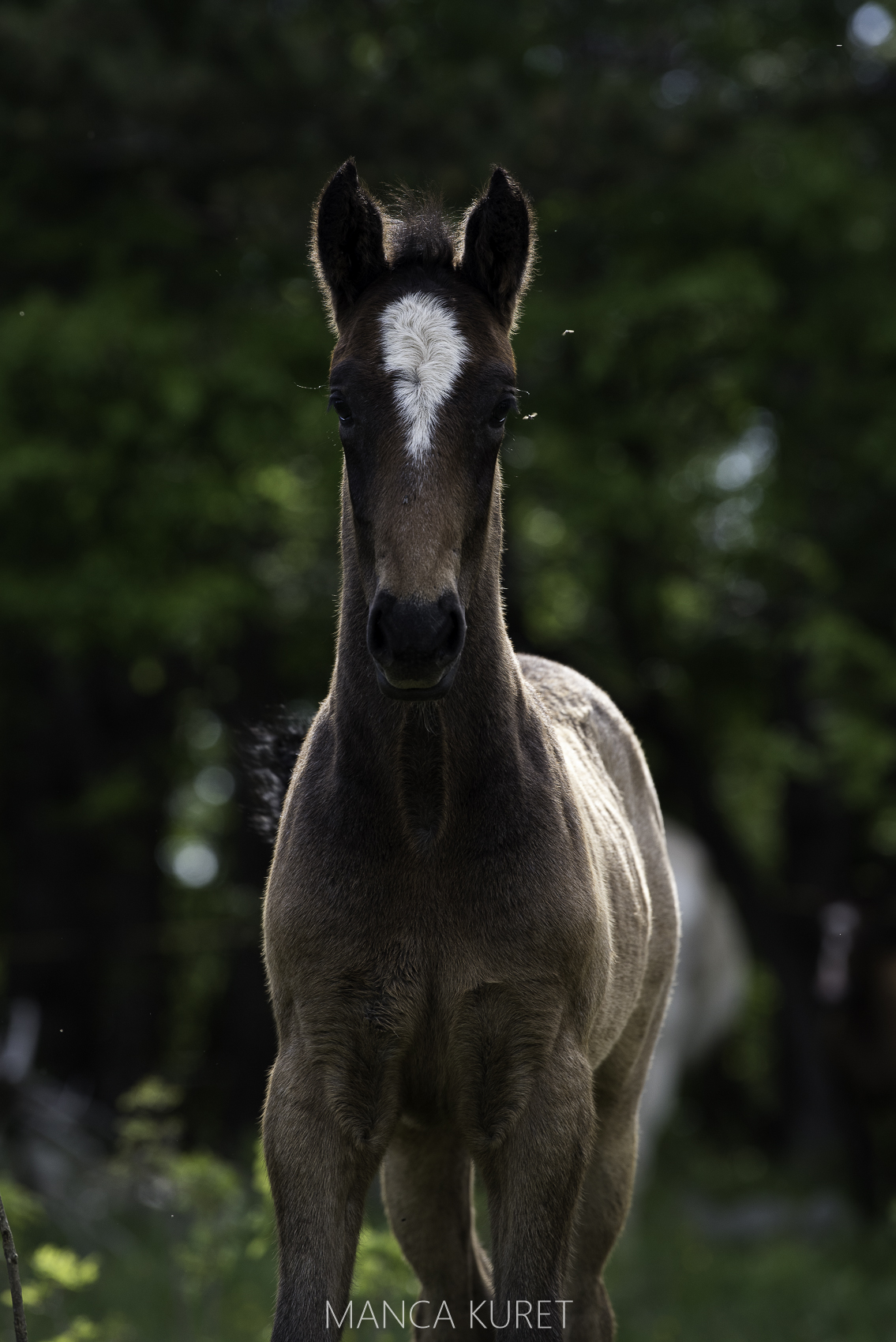 254 Maestoso Trompeta XLVI