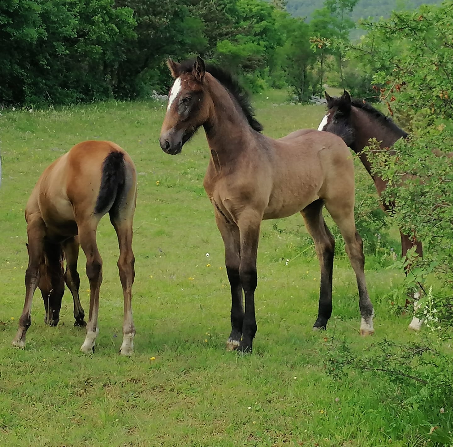 254 Maestoso Trompeta XLVI