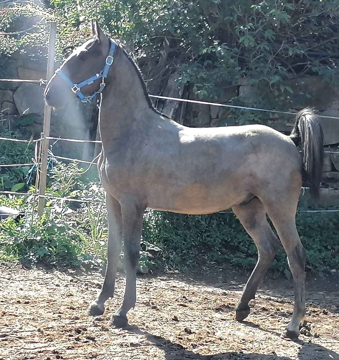 254 Maestoso Trompeta XLVI