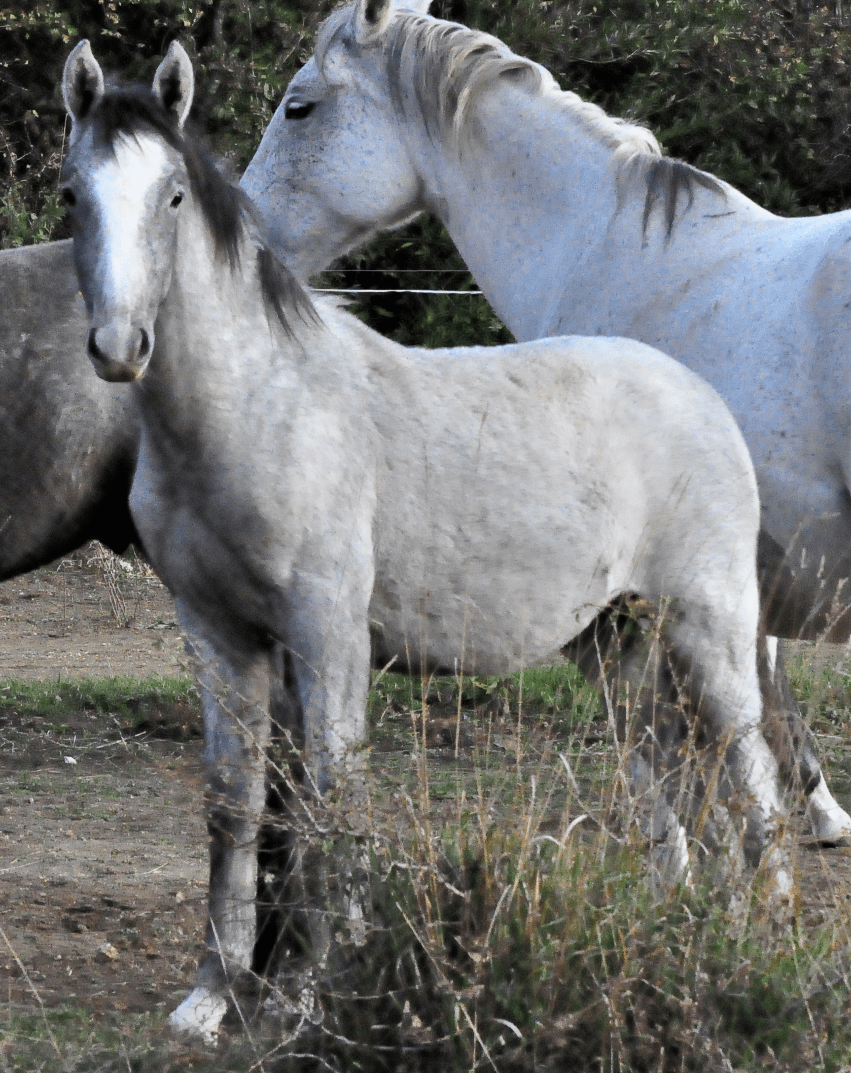 255 Maestoso Valdamora VIII