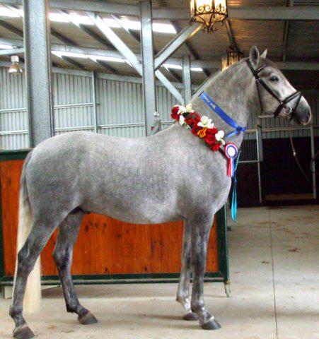 262 Conversano Grace I