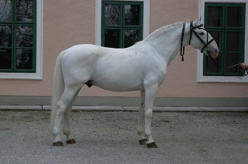 2696 Siglavy Capriola X-6 (XI. tm)