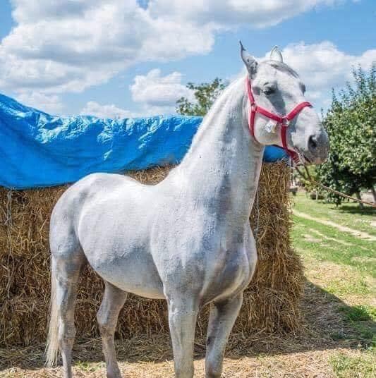 275 Siglavy Mima XIV-5