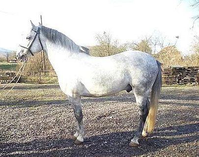 276 Siglavy Mara VIII-7