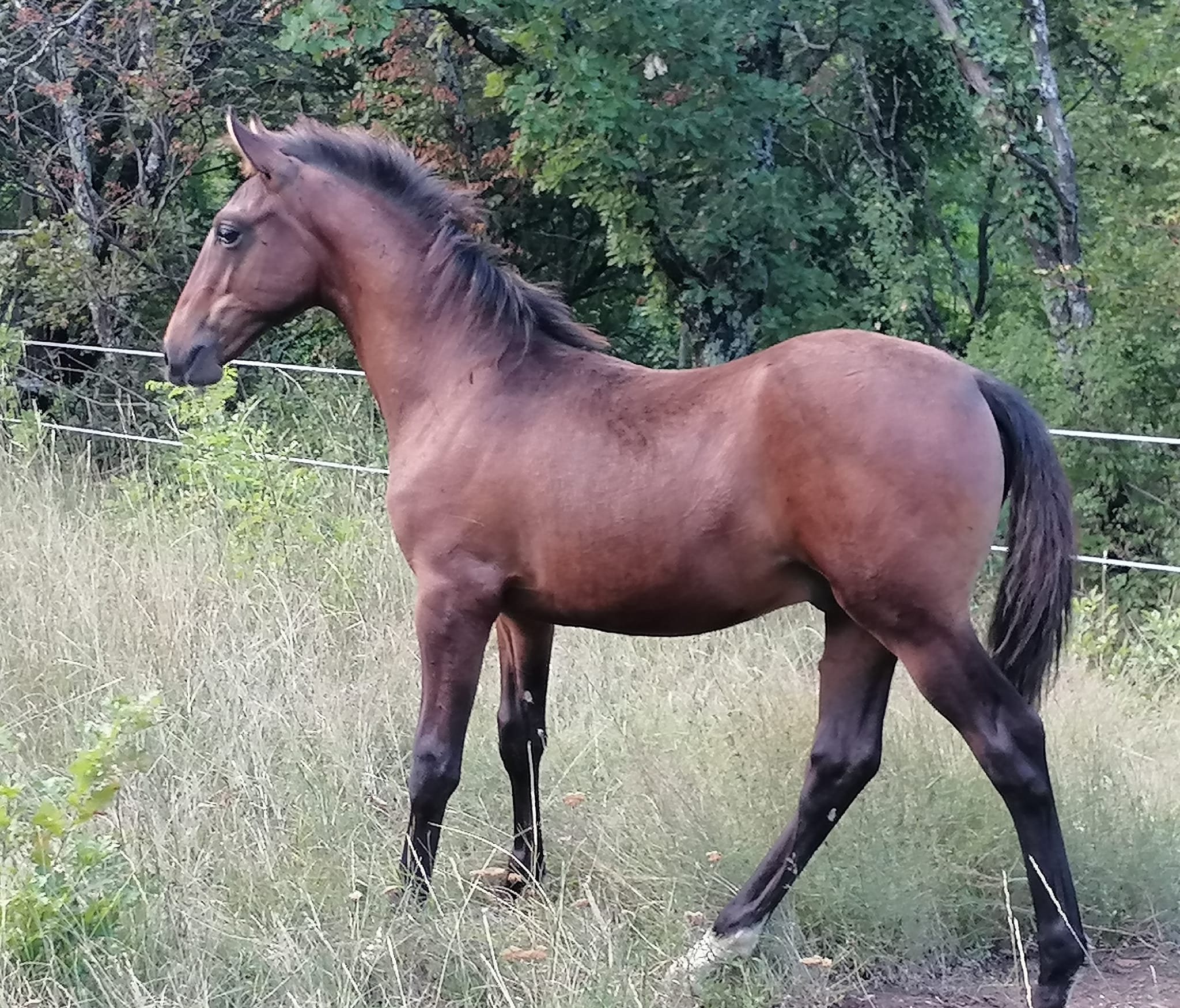 286 Maestoso Bonadea XXXVI