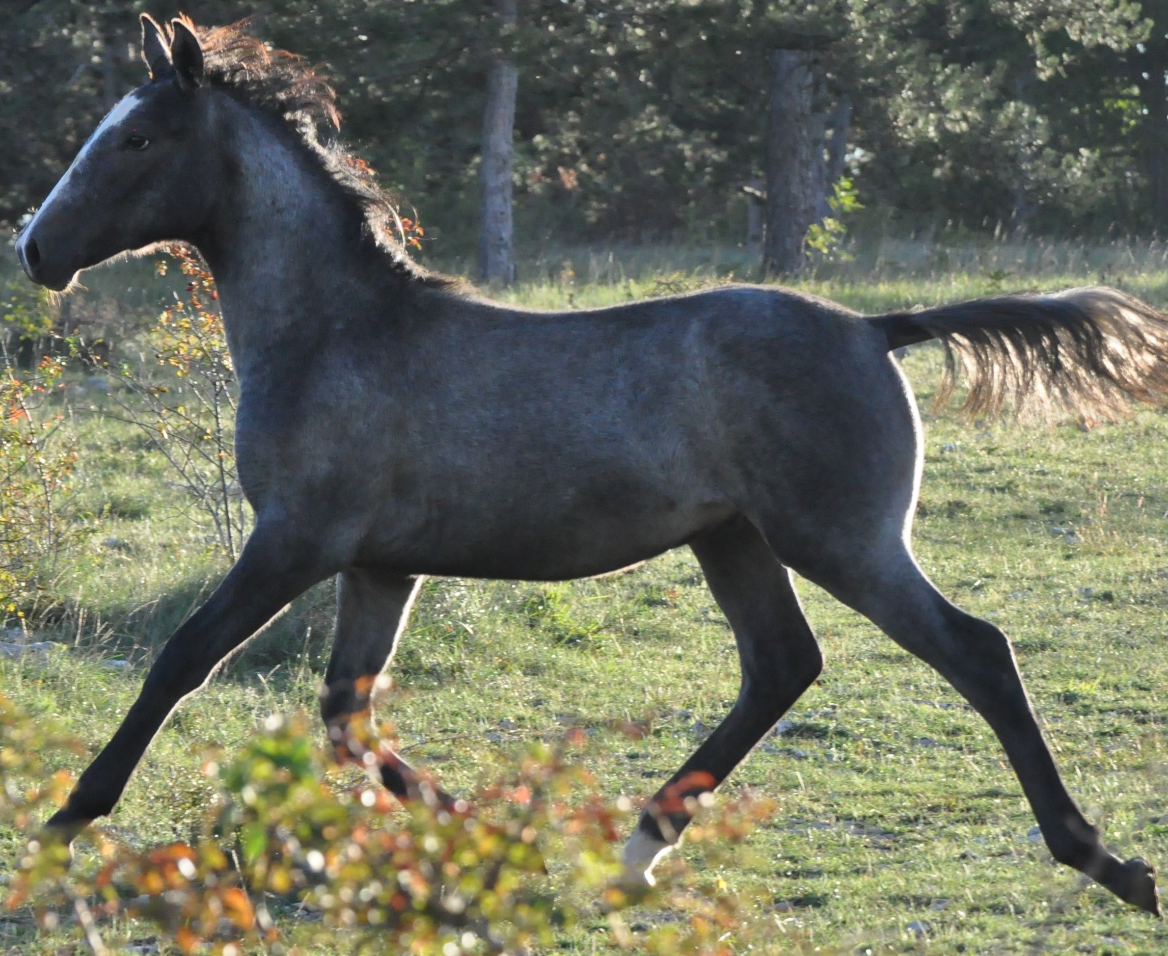 289 Maestoso Valdamora VIII