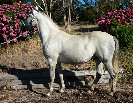 292 Conversano Grace III