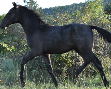 293 Maestoso Valdamora II