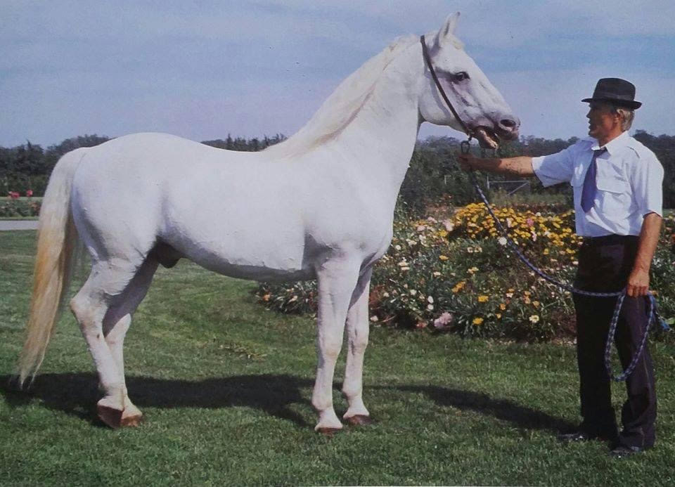 299 Maestoso Jadranka XX