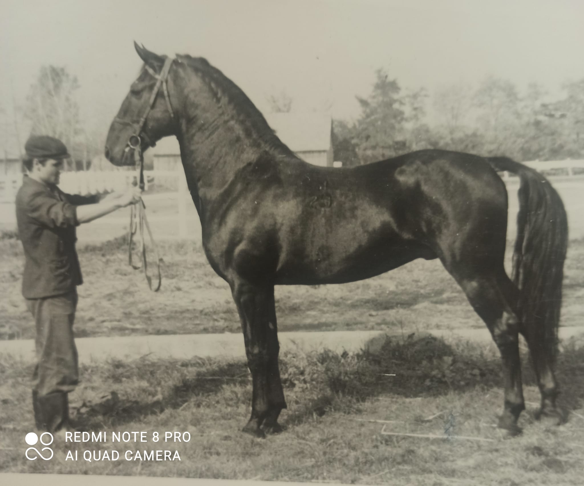 29 Conversano Bravissima XI (516 C. XXII)