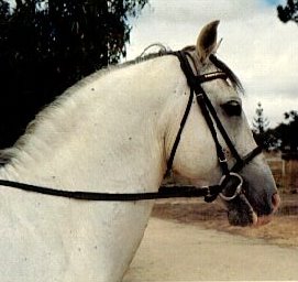 2 Neapolitano Trompeta I