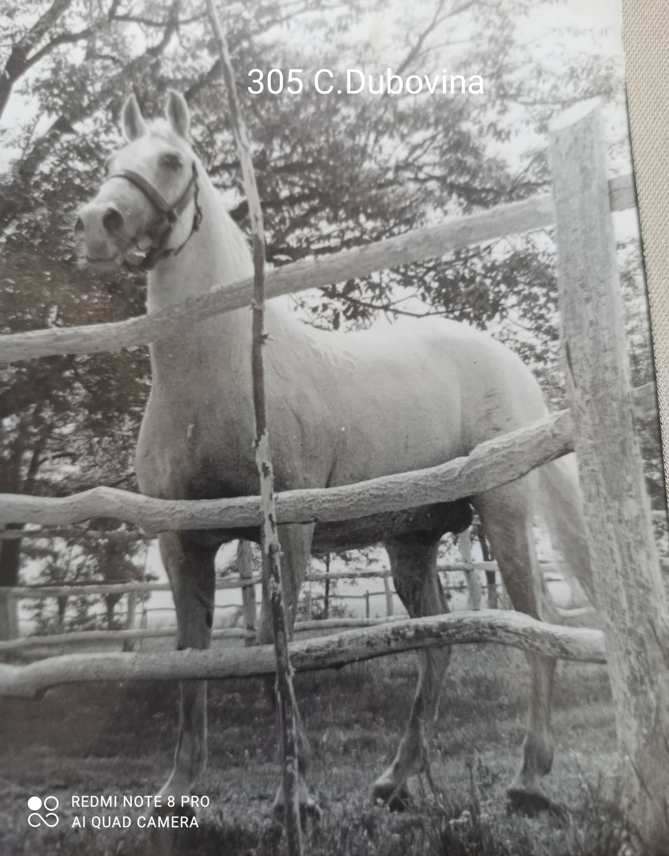 305 Conversano Dubovina