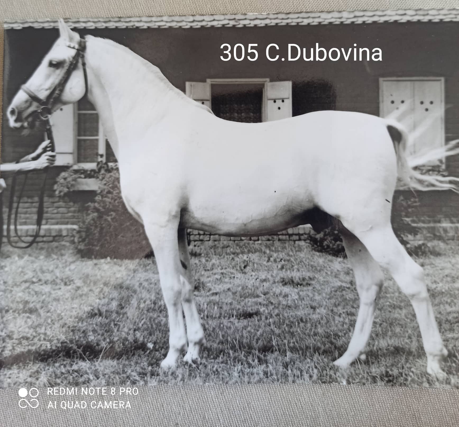 305 Conversano Dubovina